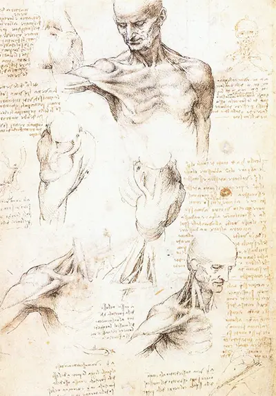 Études anatomiques d'une épaule masculine de Léonard de Vinci